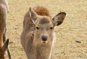 鹿寄せに参加